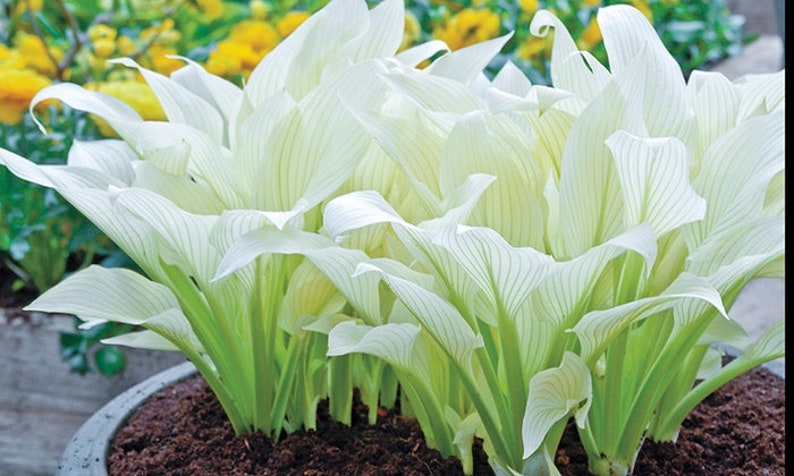 Hosta WHITE FEATHER Live Plant Perennial starter root bulb rhizome emerges pure white in Spring Shipping image 1