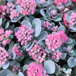 Sedum Blue Elf Variegated Stonecrop Live Plants 2.5" x 4" inch potted house plants ground cover hardy Succulents