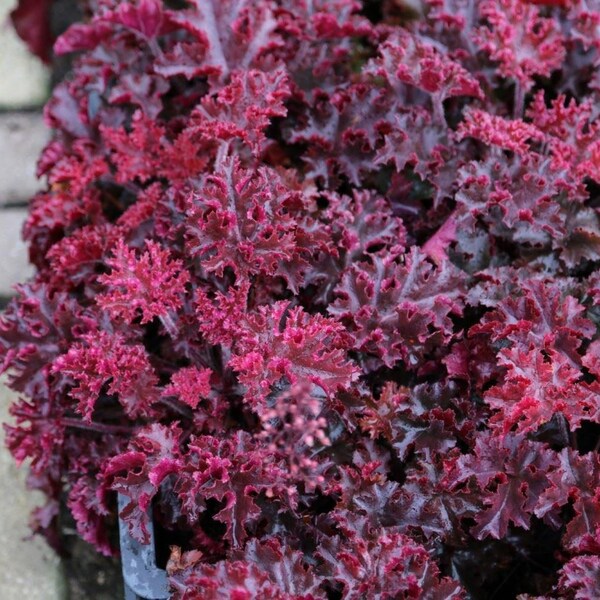 Melting Fire Coral Bells Heuchera with Flowers Perennial Live Plant Summer Spring Flower FULL Sun