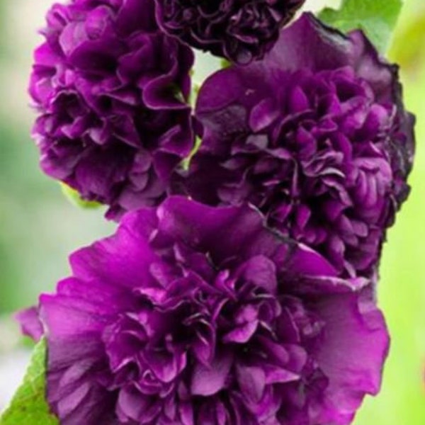Double Violet Hollyhock Plants Live Plant Flowers grows to 6-8 Feet Tall Perennial zone 4-9 fast growing plants