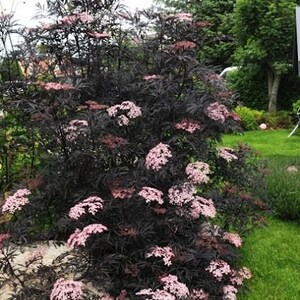 BLACK LACE Sambucus Live Fast Growing Tree Shrub Plant Spring Shipping Now Rare image 2