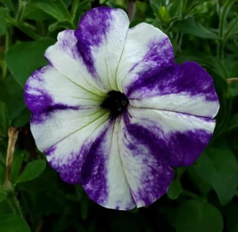 TIE DYE Surprise Petunia 25 Seeds Ready to Grow Flower Seed | Etsy