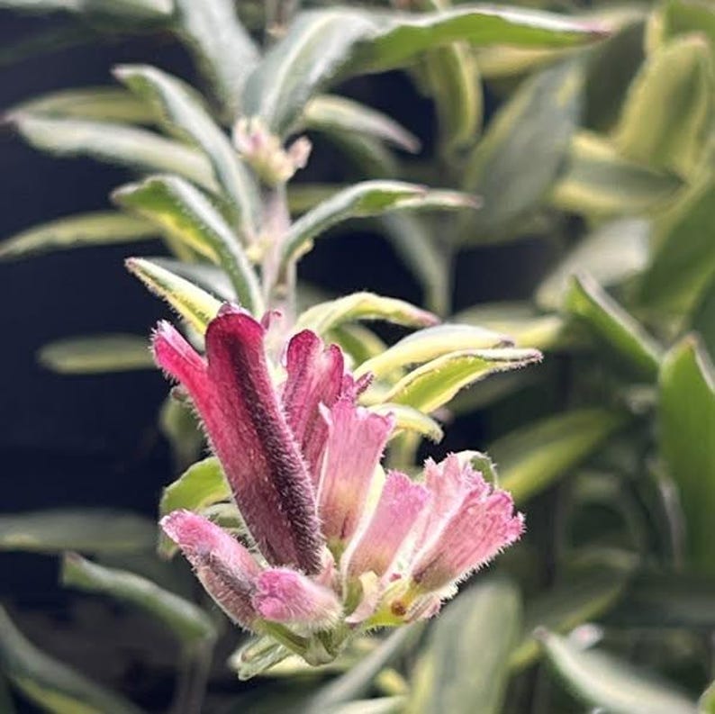 RARE Variegated Red Lipstick Vine Plant - Thumbnail 2
