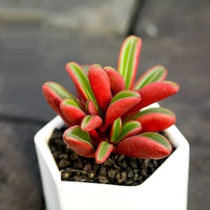 SUPER SALE Red Graveolens Pepperomia Succulents Houseplants Live Plant in Pot indoor 2.5" Pot Rare Fast Growing Plants Home Decor Gift