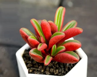 Red Graveolens Pepperomia Succulents Houseplants Live Plant in Pot indoor 2.5" Pot Rare Fast Growing Plants Home Decor Gift