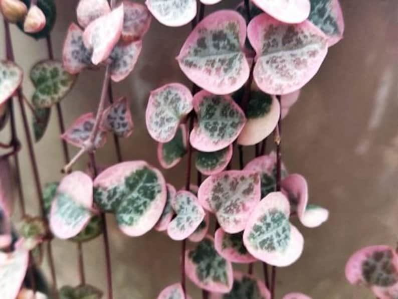 Rare Pink Variegated String of Hearts Plant Live in Pot Etsy