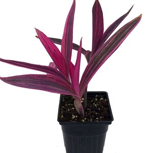 RARE House Plant Setcreasea Pallida Variegated Houseplants Live Plant in Pot indoor small starter Tradescantia Purple Heart Growing Plants