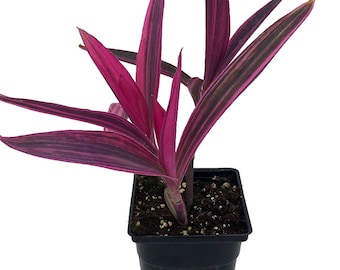 RARE House Plant Setcreasea Pallida Variegated Houseplants Live Plant in Pot indoor small starter Tradescantia Purple Heart Growing Plants