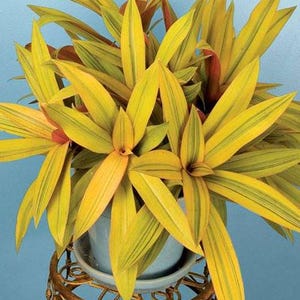 Sitara's Gold Tradescantia Houseplants Live Plant in Pot indoor RARE Fast Growing Plants for Home Decor house plants