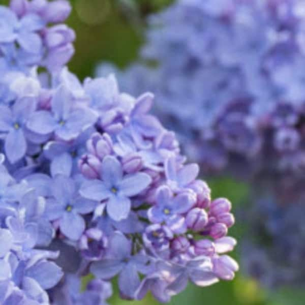 Blue Lilac "Firmament" Cuttings Live Plant Cutting No Roots Fast Growing Plants