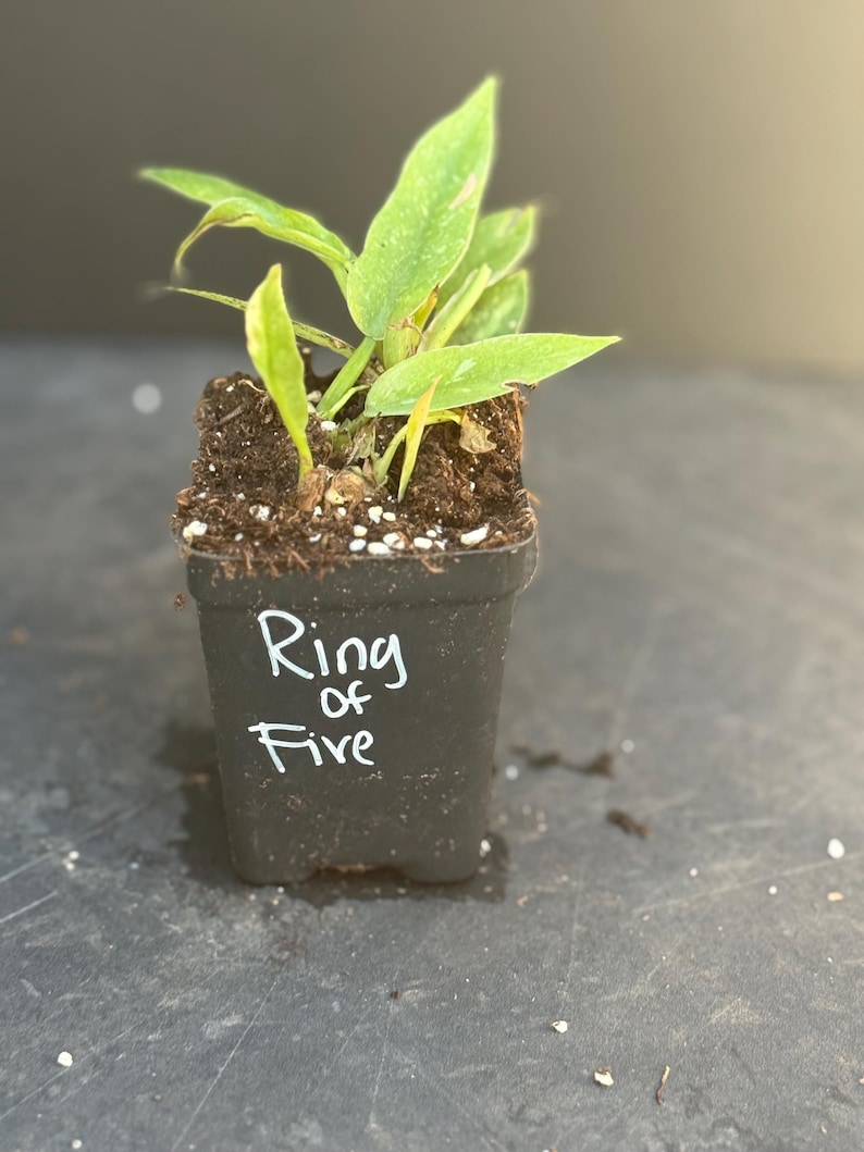 Philodendron Ring Of Fire - Thumbnail 4