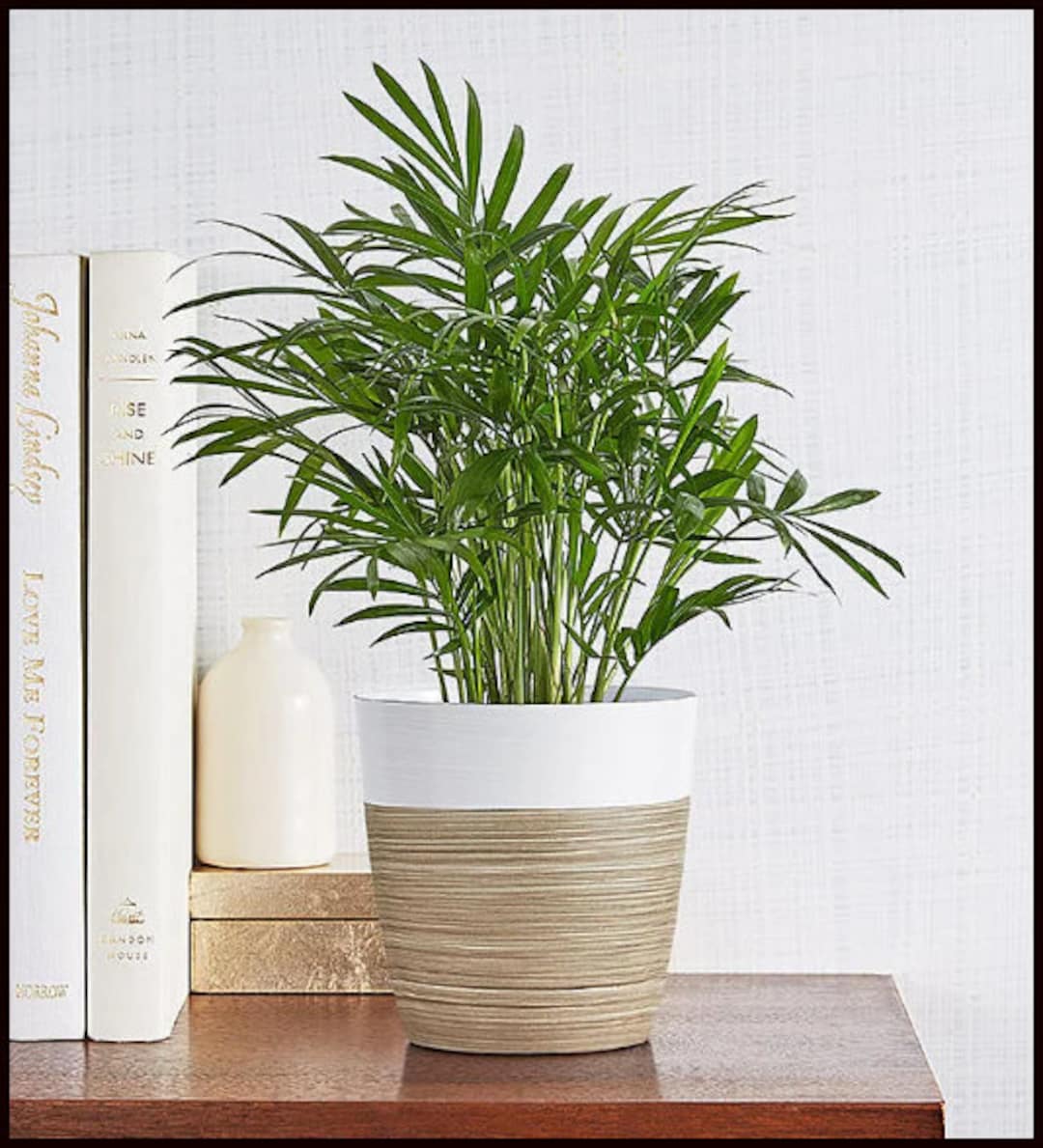 Parlor Palm | Neanthe Bella Palm | Dwarf Mountain Palm - Etsy