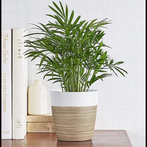 Parlor Palm | Neanthe Bella Palm | Dwarf Mountain Palm - Etsy
