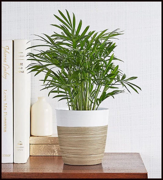 planters for succulents Succulent Pots, 7.9 Inch Long Rectangular Succulent Planters with Dra