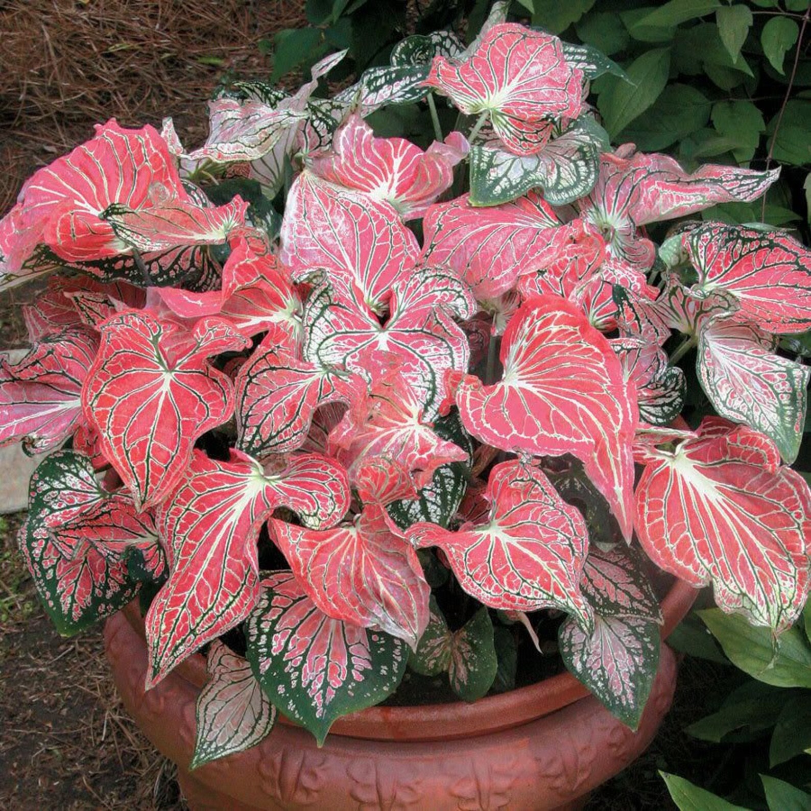 SPRING SALE - Thai Beauty Caladium Bulbs PPP Live Plant | Houseplants ...