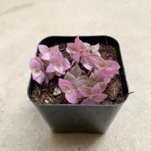 Pantera Rosa Planta Mini Pantera Rosa Callisia repens Tradescantia Suculenta Planta de Casa ...
