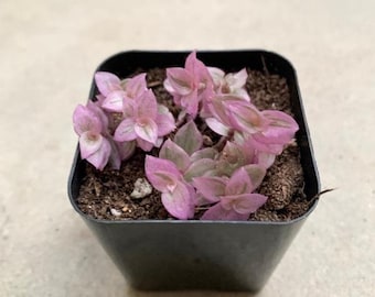 Mini Pink Panther Callisia repens Tradescantia Succulent House Plant Live 2.5 x 4" inch pot