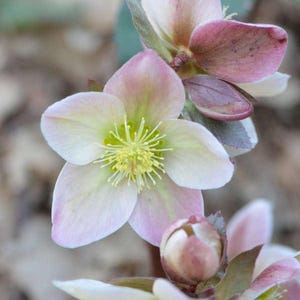 May include: Close-up of a hellebore flower with soft pink and white petals. The center of the flower is a vibrant yellow-green, surrounded by delicate stamens. A closed bud and other leaves are also visible.