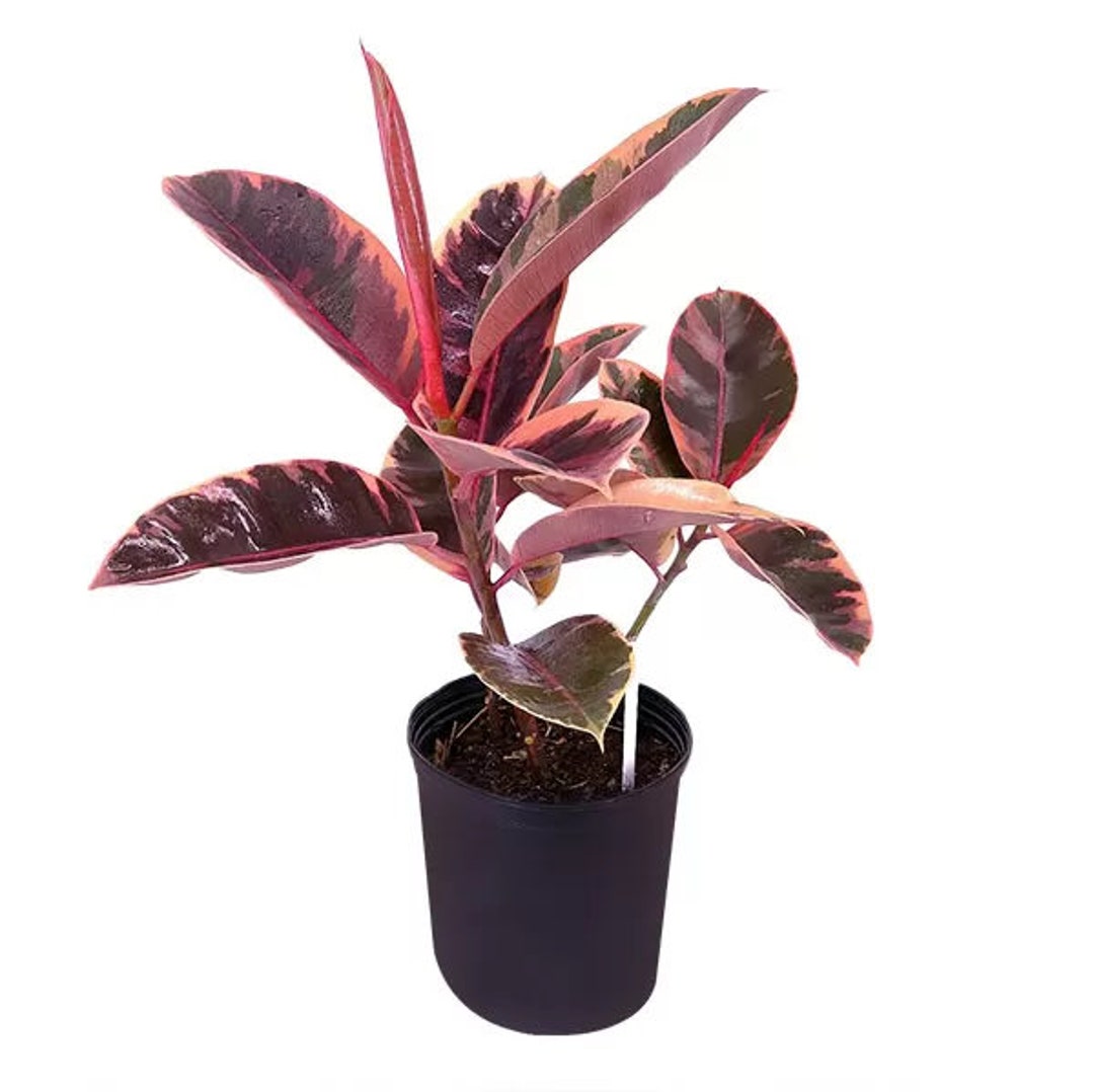 SPRING SALE - Ruby Variegated Rubber Tree Ficus Elastica Variegated Ppp ...