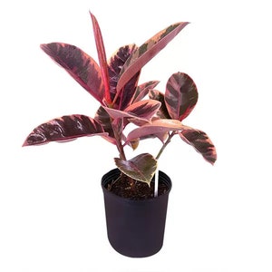 May include: A potted rubber plant with large, variegated leaves in shades of deep burgundy, pink, and green. The plant is in a black plastic pot, set against a white background. The leaves have a glossy texture.