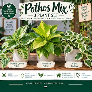 May include: A set of three potted Pothos plants including Marble Queen, Hawaiian, and N'joy varieties. Each plant is in a speckled white pot. Text on the image includes Pothos Mix 3 Plant Set, Purify Your Space Naturally, and plant care icons.