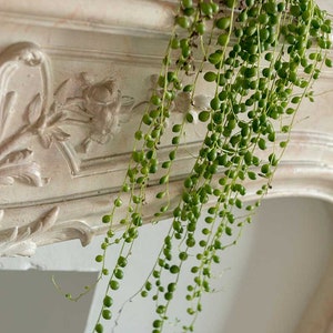 String of Pearls Plant Live in Pot Perfect Gift House Plant Low Light Indoor HousePlants