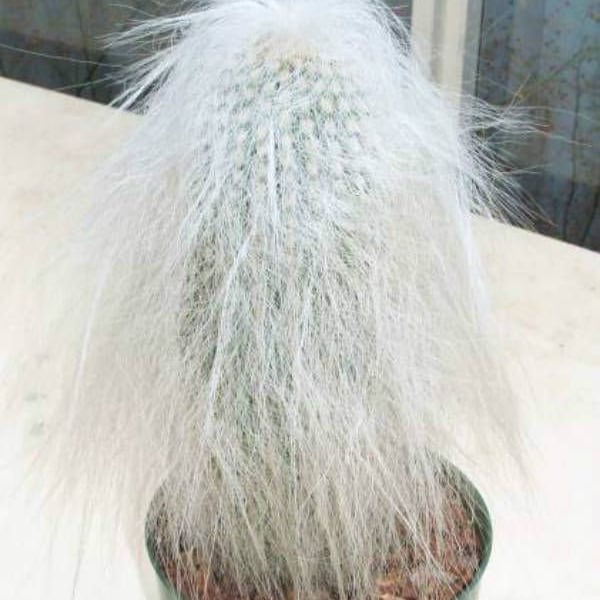 Old Man Cactus White Fuzzy Hair Succulents Live Plant Cephalocereus senilis Rare Zone 9-11 Outdoor Zones 2-8 House Plant Gift For Him