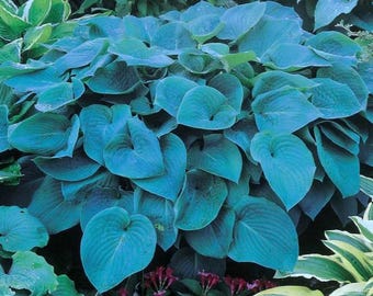 SPRING SALE - Blue Angel Hosta live plant Perennial mature root bulb rhizome