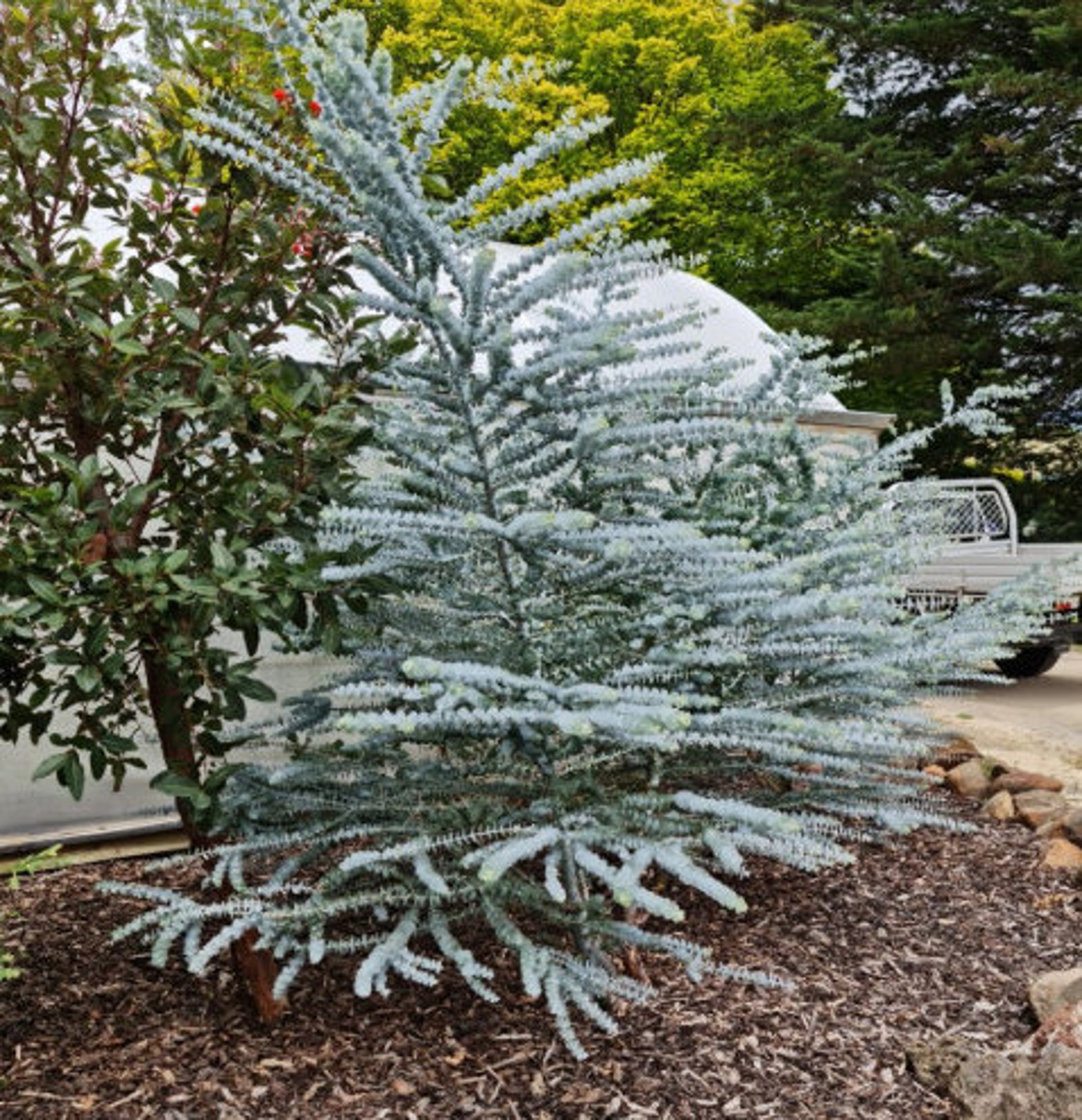 Baby Blue Eucalyptus Tree Live Plant Seedling Fast Growing Etsy