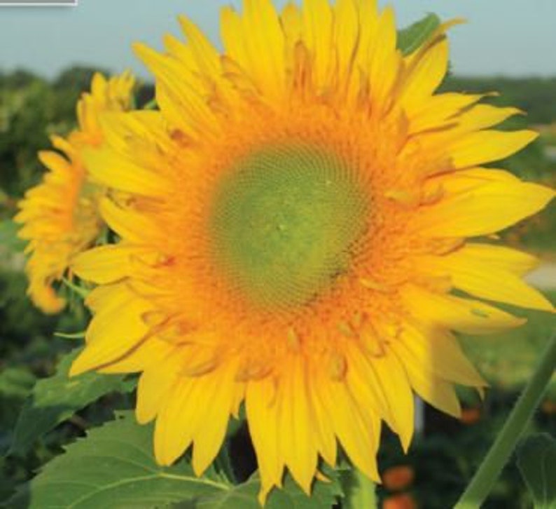 Starburst Greenburst Sunflower Seeds Rare Sun Flower Seeds Etsy