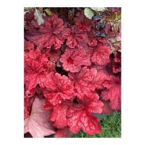 Autumn Leaves Heuchera Flowers Perennial Plants Live Plant Summer Spring Flower FULL Sun Coral Bells Sale