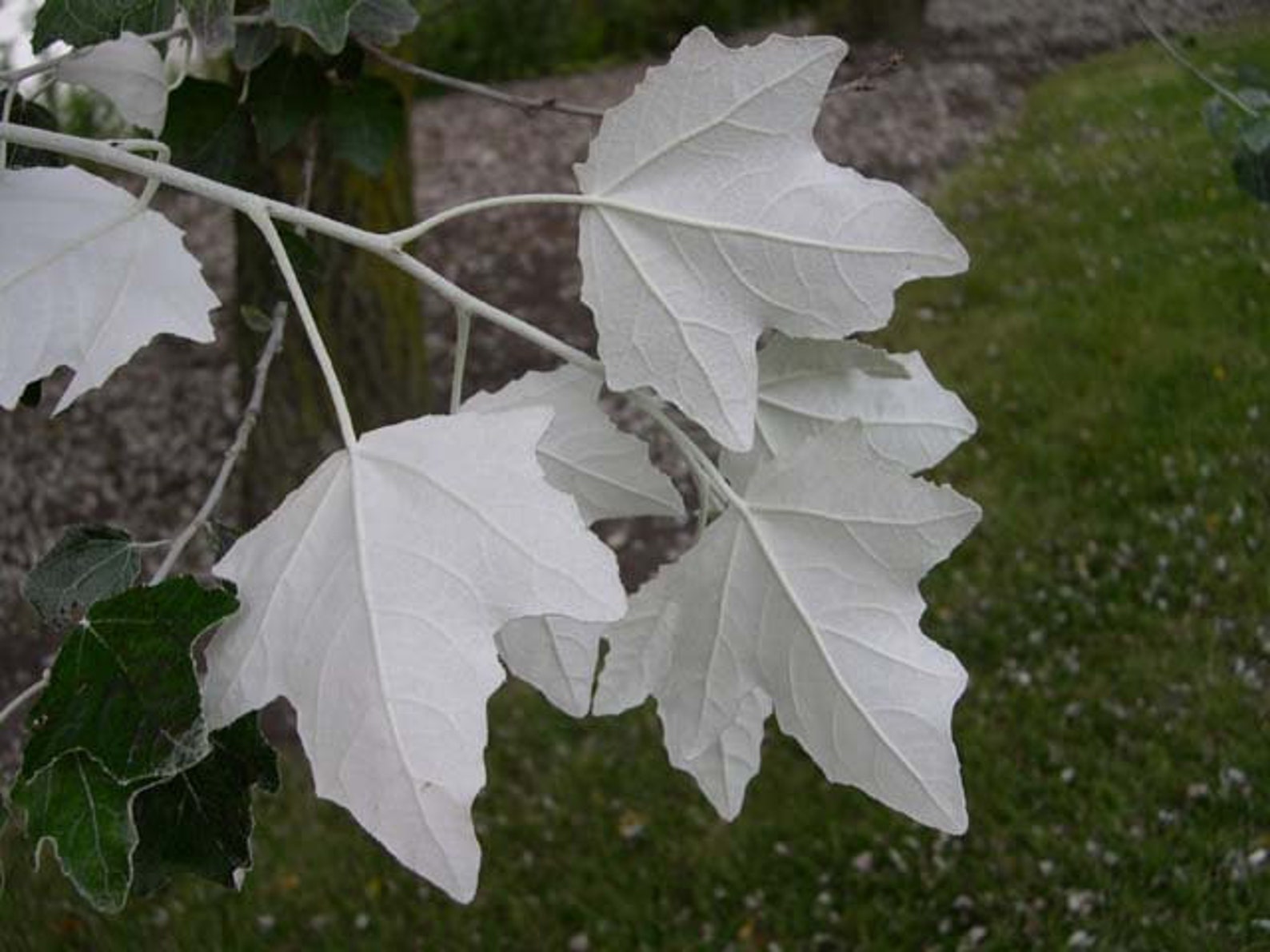 White Silver Poplar Tree 1 Live Plant Great Year Round Color Etsy