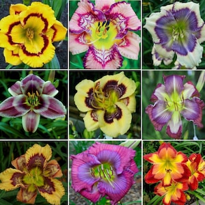 FIVE (5) Mixed Hybrid Daylily Plants Premium Flowers from Introductions Last 20 Years - Collectors Pack (RARE) Perennials