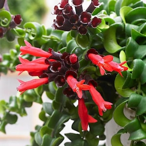May include: Close-up of a Hoya carnosa 'Compacta' plant, also known as a Hindu Rope plant. The plant features dark green, tightly curled leaves and clusters of deep red, tubular flowers with dark burgundy centers. The plant is in a white pot.