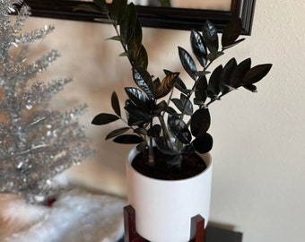 Plante ZZ noire vivante en pot, cadeau parfait, plante d'intérieur ppp, plantes d'intérieur à faible luminosité