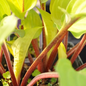 May include: Close-up of a plant with bright yellow leaves and red stems. The stems are thin and have a rough texture.