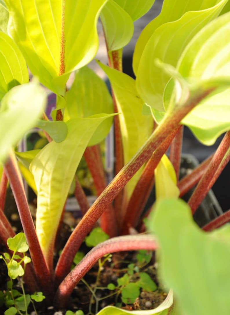 May include: Close-up of a plant with bright yellow leaves and red stems. The stems are thin and have a rough texture.