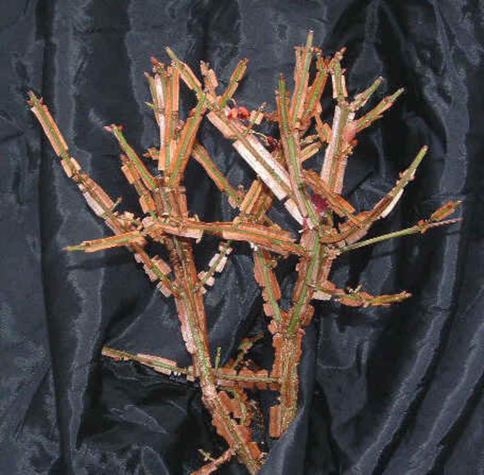 Winged Burning Bush Plant Cuttings Your Choice of 1234 or 5 Etsy