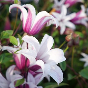 OFERTA DE PRIMAVERA - Clemátide Texas Princess Kate Pink Bells Bloom Pink Burgundy White Vine Plantas vivas Flores Planta de interior Perenne
