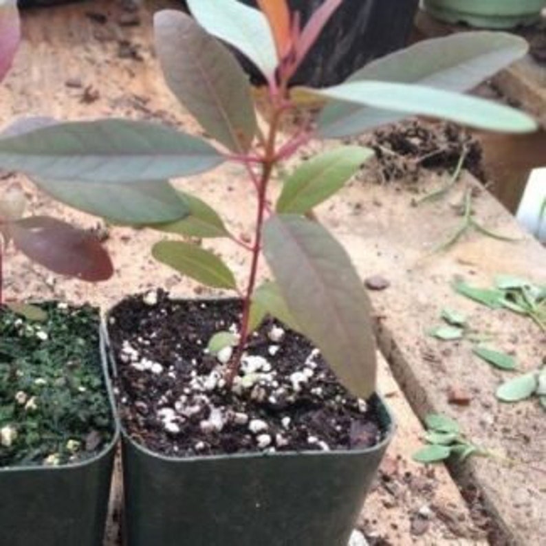 Rainbow Tree Eucalyptus Seedling Live Plant Fast Growing