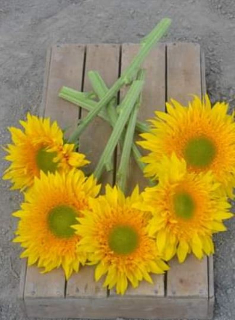 Starburst Greenburst Sunflower Seeds Rare Sun Flower Seeds Etsy