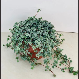 Pilea glauca ‘Blue Baby Tears’ indoor 2.5" x 4" inch Pot New Seedling Fast Growing Plants Home Decor Gift