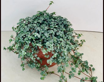 Pilea glauca ‘Blue Baby Tears’ indoor 2.5" x 4" inch Pot New Seedling Fast Growing Plants Home Decor Gift