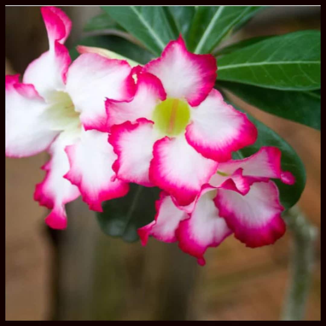 Desert Rose Pink Picotee (adenium Obesum) Houseplants - Etsy Desert Rose Pink Picotee (adenium Obesum) Houseplants - Etsy