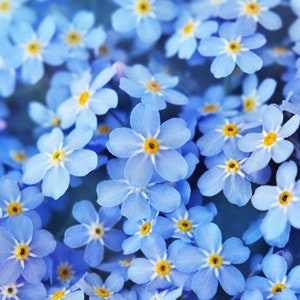 FORGET Me NOT Flowers Live Plant Blue Color Flowers Guaranteed to Bloom This Year