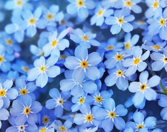 Forget Me Not Flowers Live Plant Blue Color Flowers - Early Bloomers
