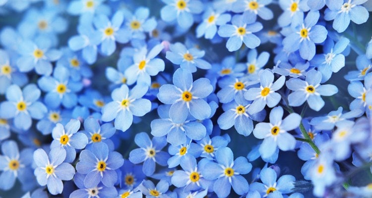 Forget Me Not Scorpioides - Etsy Forget Me Not Scorpioides - Etsy