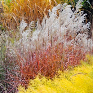 Autumn Flame Grass Purpurascens Perennial Ornamental 1 Live Plant Clumping Fast Growing Plants (dormant through winter)
