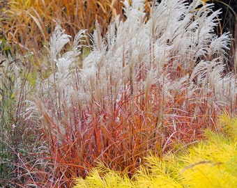 Autumn Flame Grass Purpurascens Perennial Ornamental 1 Live Plant Clumping Fast Growing Plants (dormant through winter)