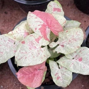 May include: A potted plant with large, variegated leaves. The leaves are a mix of green, white, and pink, with a marbled pattern. The plant is in a black pot.